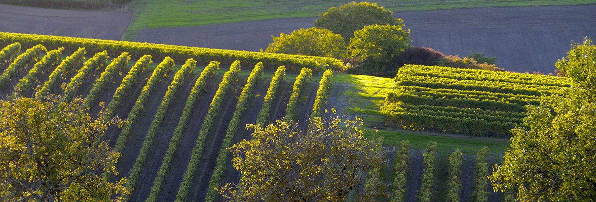 vignes cognac